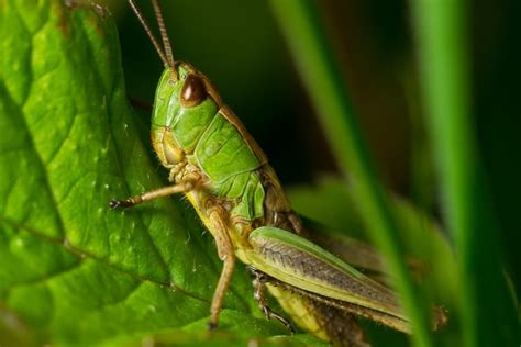 If These Grasshoppers Had Some Hair They Would Not Look Like Old Bald