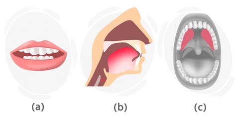 How To Pronounce The ʒ Sound Langeek