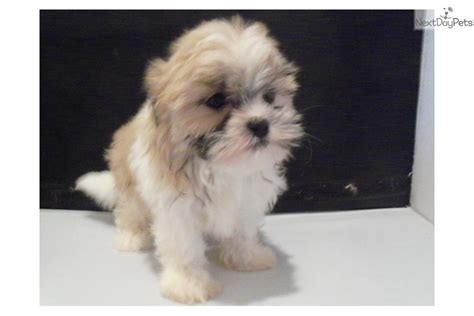 Mal Shi Malshi Puppy For Sale Near Kansas City Missouri