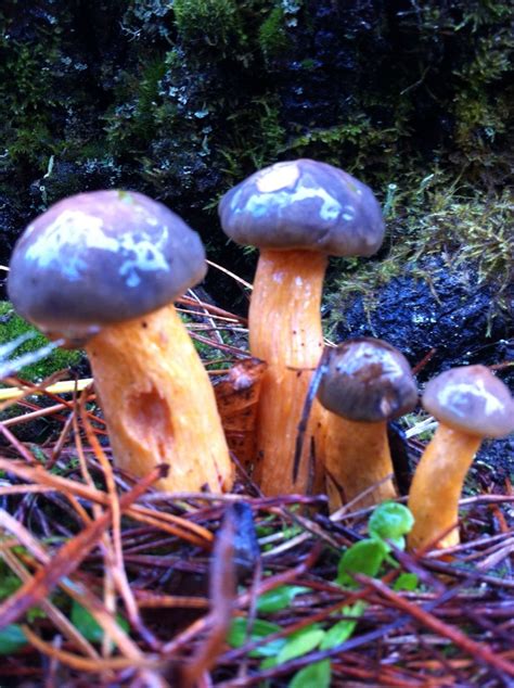 20 Best California Wild Mushrooms Images On Pinterest
