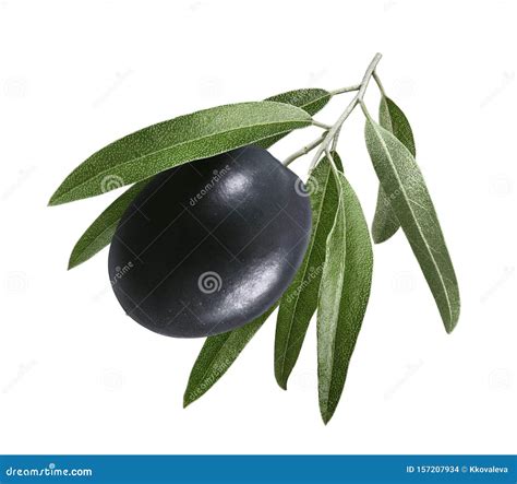 Branch With Single Black Olive Isolated On White Background Stock Photo