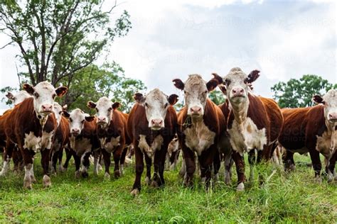 Image Of Herd Of Inquisitive Hereford Cattle In Paddock Newly Restocked Farm Austockphoto