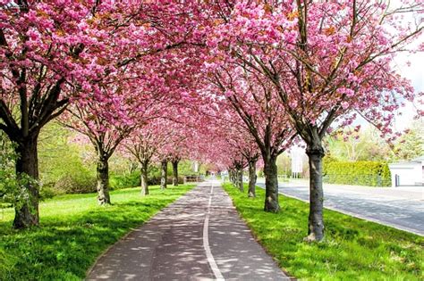 Path Through Blossoming Cherry Trees Sakura Stock Photo Download
