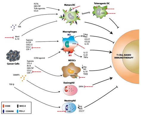 Ijms Free Full Text Innate Immune Cells And Their Contribution To T