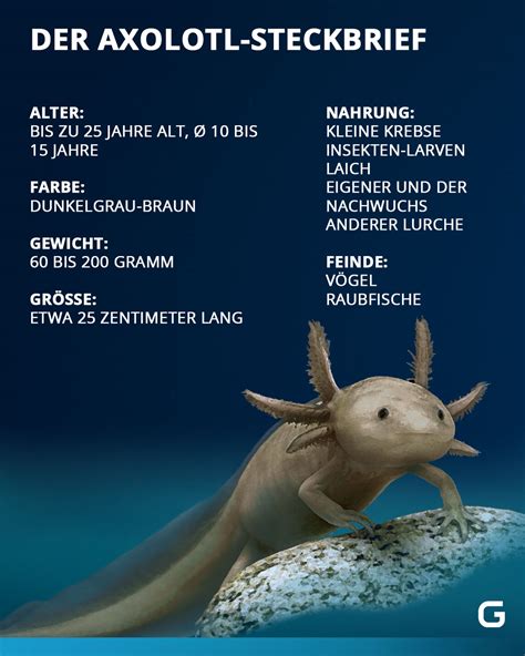 Axolotl Haltung Steckbrief