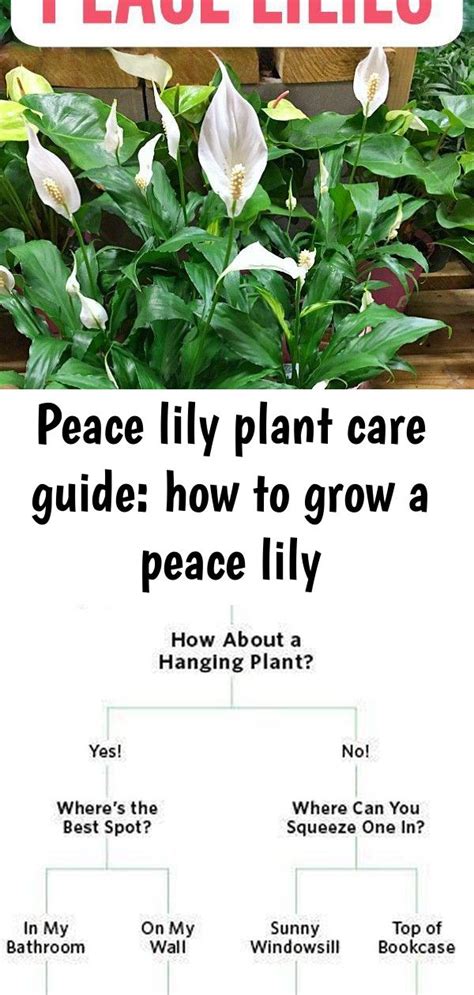 The really great news, though, is that peace lilies are easy to care for. Peace lily plant care guide: how to grow a peace lily ...