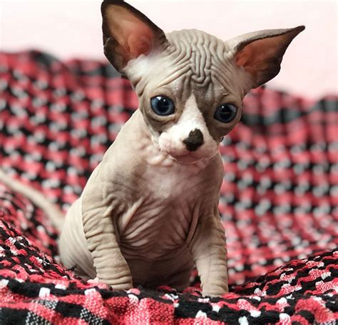 13 Sphynx Babies That Can Charm Even Those Who Dont Like Cats