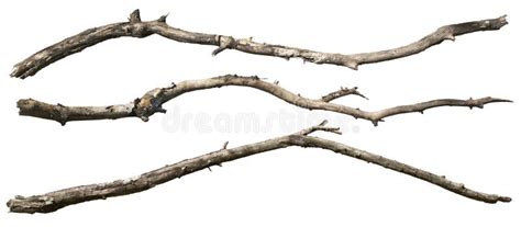 Cut Out Dead Tree Branches Stock Photo Image Of Forest Clipping
