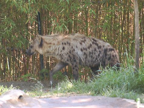 The Online Zoo Spotted Hyena