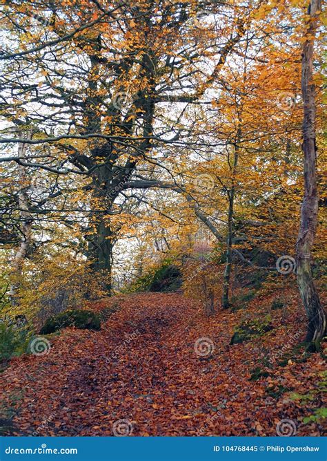 Autumn Beech Forest With Fallen Leaves And Golden Colours Stock Image