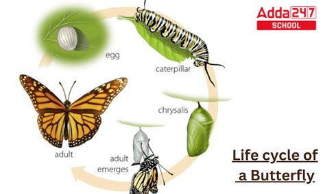 Life Cycle Of Butterfly Project And Explanation For Class 8