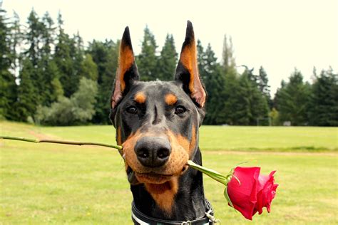 Love Dog We Are Trying To Break The Myth About Doberman Bad Behavior