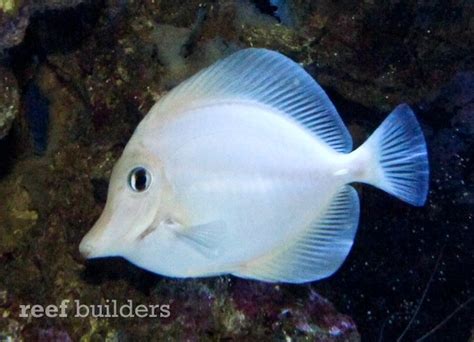 Video Of Casper The White Tang Shows How Startlingly Awesome This Fish