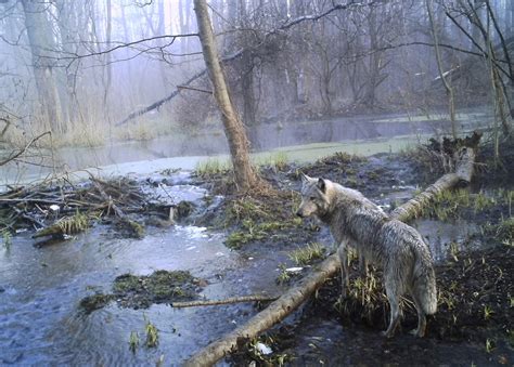 Between 2 and 50 people were killed in the initial. Still Cleaning Up: 30 Years After the Chernobyl Disaster - The Atlantic