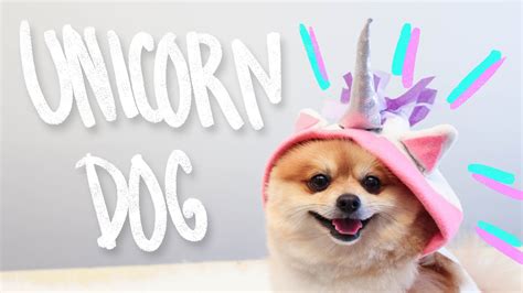 Wallace concluded, other than that, it's sweetness, light, puppies and unicorns here in d.c. since shep smith recommended we grab the clip, we obliged. DIY Unicorn Dog Clothes - Hello Dudettes - YouTube