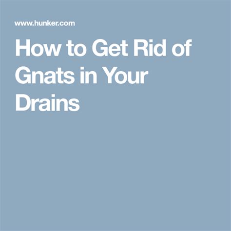 How to Get Rid of Gnats in Your Drains | Hunker | How to get rid of