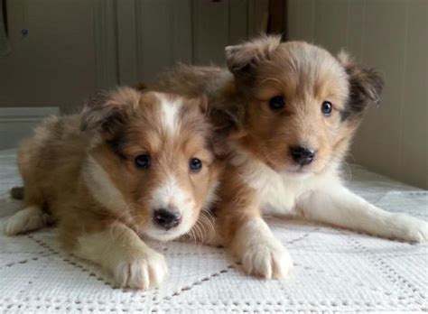 Aussiedoodle, bernedoodle, and sheepadoodle puppies available, and upcoming litters. 3 Beautiful AKC Registered Sheltie Puppies for Sale in ...