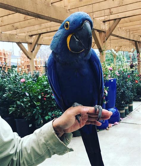 Adorable Hyacinth Macaws For Sale Terrys Parrot Farm