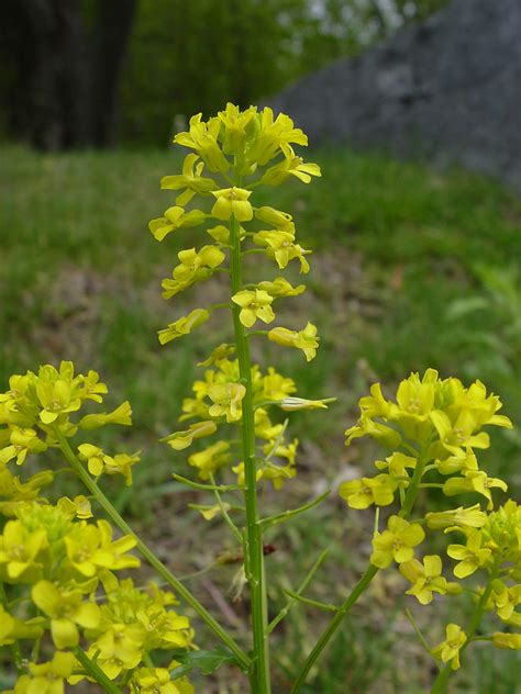 Barbarea vulgaris (garden yellow-rocket): Go Botany
