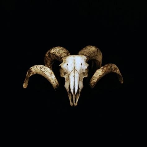 Ram Skull Horns Photography Taxidermy Skull Art Print Skull Art