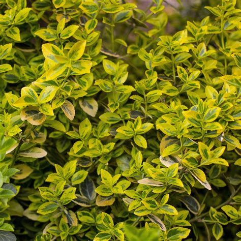 Golden Dream Boxwood Buxus Microphylla Peergold Servescape