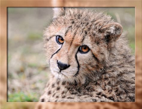 Such A Cute Cheetah Cub A Photo On Flickriver