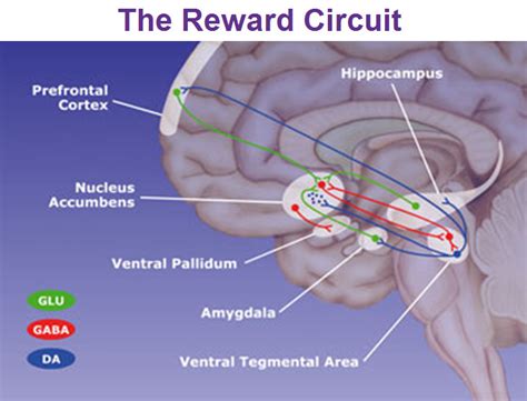 The Limbic System And The Reticular Formation