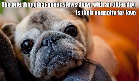 Favorite Quotes Schnauzers Funny Animals Cute Animals Fu Dog Pug