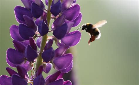 Sure, it gets increasingly hard to relax outside on long, scorching days and hot lilacs come in seven colors and are easy to grow. Best Plants For Bees And Butterflies By Region ...