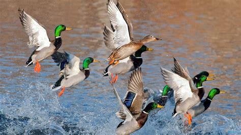 Take Off The Ducks Lake Water Desktop Wallpaper Hd