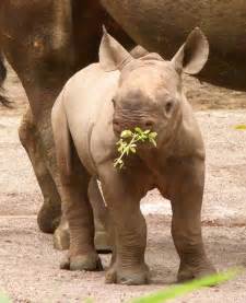 Baby Rhino Rhinos Photo 20108363 Fanpop