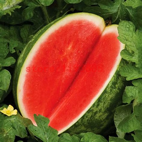 Buy 30 Pcs Seedless Watermelon Seeds Free Shipping