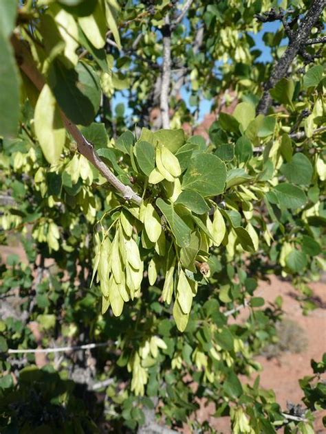 Single Leaf Ash Utah Climate Plants Water Wise