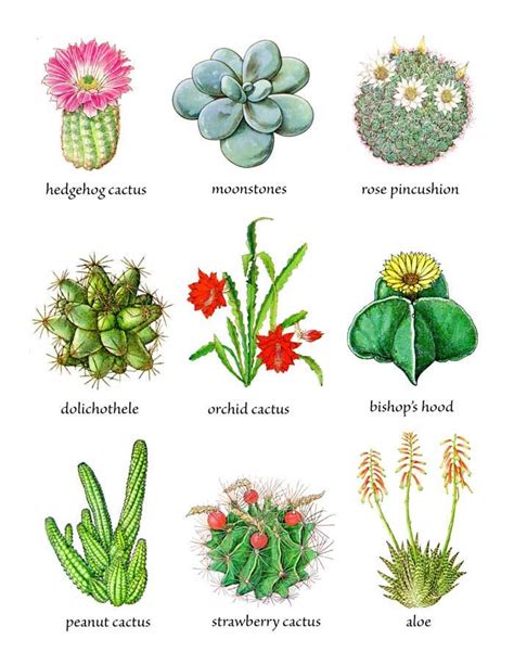 Cactus Plants And Flowers Plantas