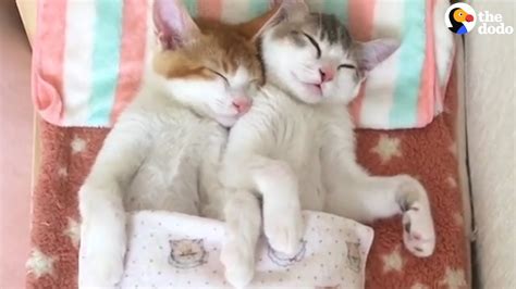 Kittens Sleep Together In Their Own Bed The Dodo Youtube