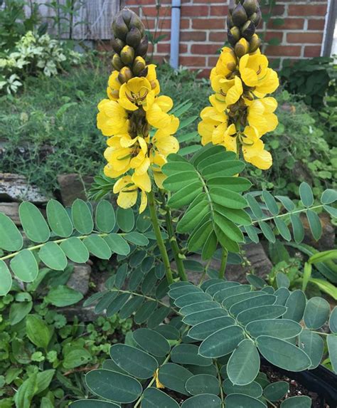 Senna Didymobotrya Cassia Didymobtrya Popcorn Plant Popcorn Etsy