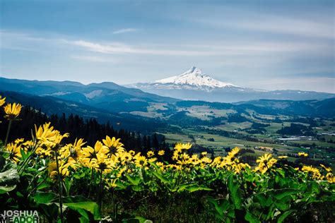 Oc Blooming Wildflowers Above Rolling Farmland From Hood River