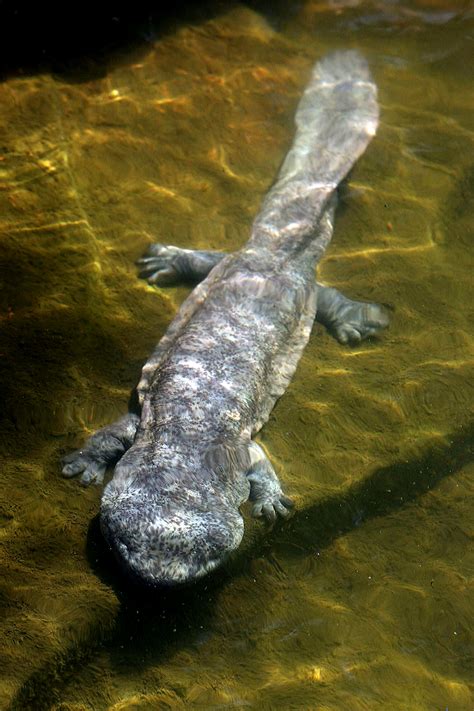 Giant Chinese Salamander Is At Least Five Distinct Species All Heading