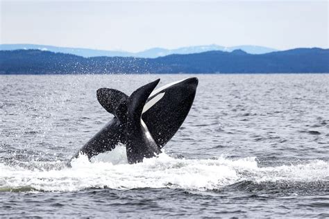 Whale Watching In Vancouver The Complete Guide