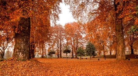 Autumn Kashmirs Golden Yellow Season Of Plenty The Statesman