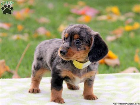 Why buy a dachshund puppy for sale if you can adopt and save a life? Sasha, Dachshund Mix puppy for sale in Gap, Pa | Forever a ...