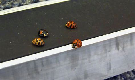 Std Carrying Ladybirds Invade Uk Heres Everything You Need To Know Star Mag