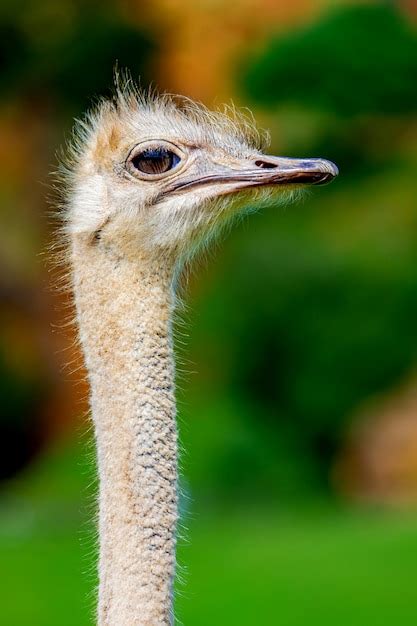 Premium Photo Ostrich Head