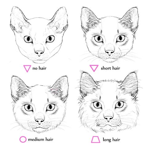 How To Draw Animals Cats And Their Anatomy Cat Face Drawing Simple