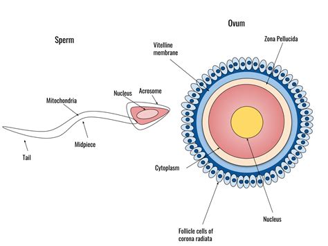 What Are The Basic Differences Between The Gametes Of Male And Female