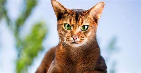 Abyssinian Cat Breed Complete Guide Az Animals