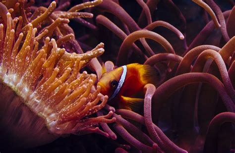 Sea Anemone Description Habitat Image Diet And Interesting Facts
