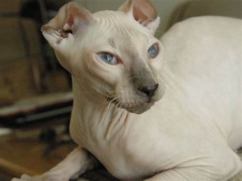 Levkoy Cat Strange Breeds Of Hairless Cats Featured Creature