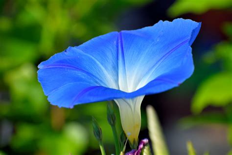 Vibrant Blue Flower Free Stock Photo Public Domain Pictures