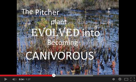 Pitcher Plant Amazing Adaptations
